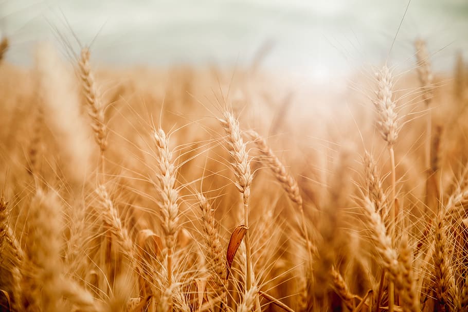 Vlada kupuje dodatnih 90.000 tona pšenice
